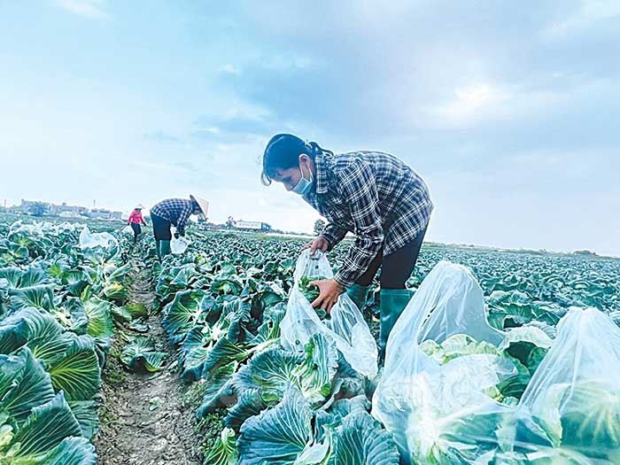 Ứng dụng kỹ thuật canh tác tiên tiến sản xuất nông nghiệp theo hướng tăng trưởng xanh